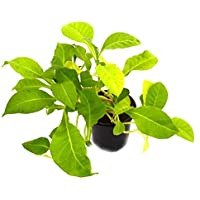 Tabaco Virginia 10cm Nicotina Tabacum Planta Natural Pequeña en Maceta 10cm